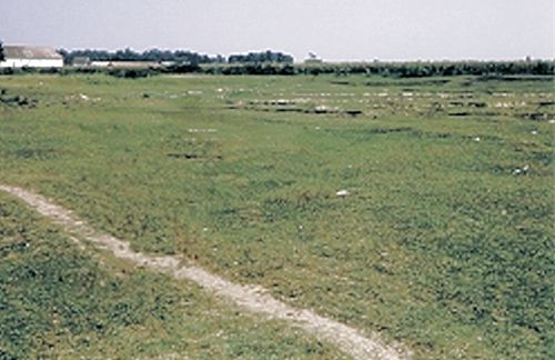 Bild 3 - Die Massengräber (von Dezember 1944 bis April 1946 ”angelegt“), die sich in 7 Reihen an den ehemaligen Friedhof anschlossen (1966).