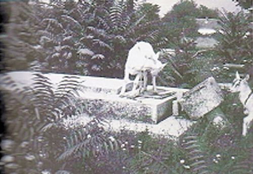 Bild 5 - Ziegen “tummeln“ sich auf Resten der zerstörten Gräber (1966).