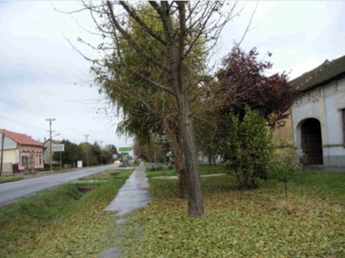 Picture 5 - Photograph of the Main lane in 2006.